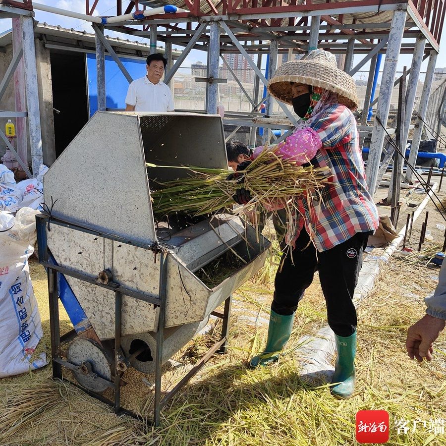 工人正在使用脱粒机将收割的水稻进行脱粒.记者姜飞摄