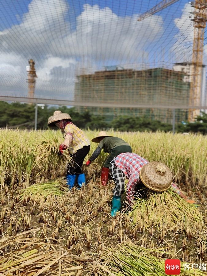 工人正在收割水稻.记者姜飞摄