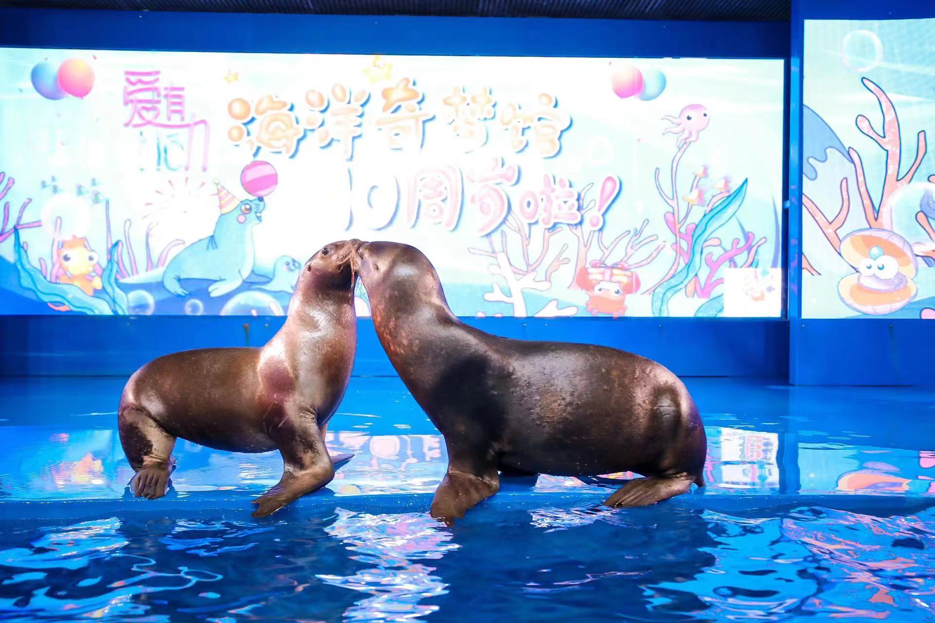 图为深圳欢乐海岸海洋奇梦馆海狮表演.