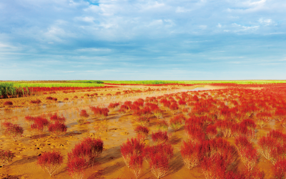 盐地碱蓬(黄河三角洲国家级自然保护区供图)