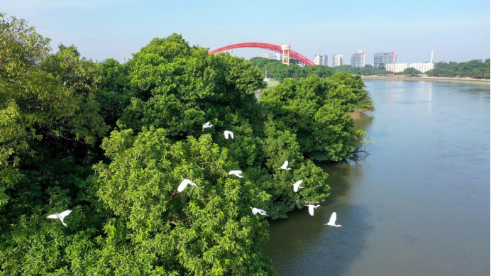 ▲白鹭栖息地实景图