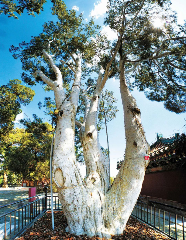 北京北海公园"白袍将军"古树 (杨树田 摄)