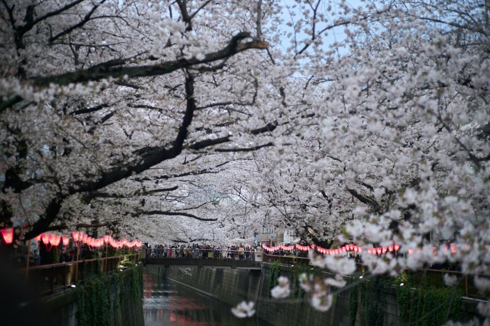 3月27日，人们在日本东京目黑川畔赏樱。新华社记者张笑宇摄