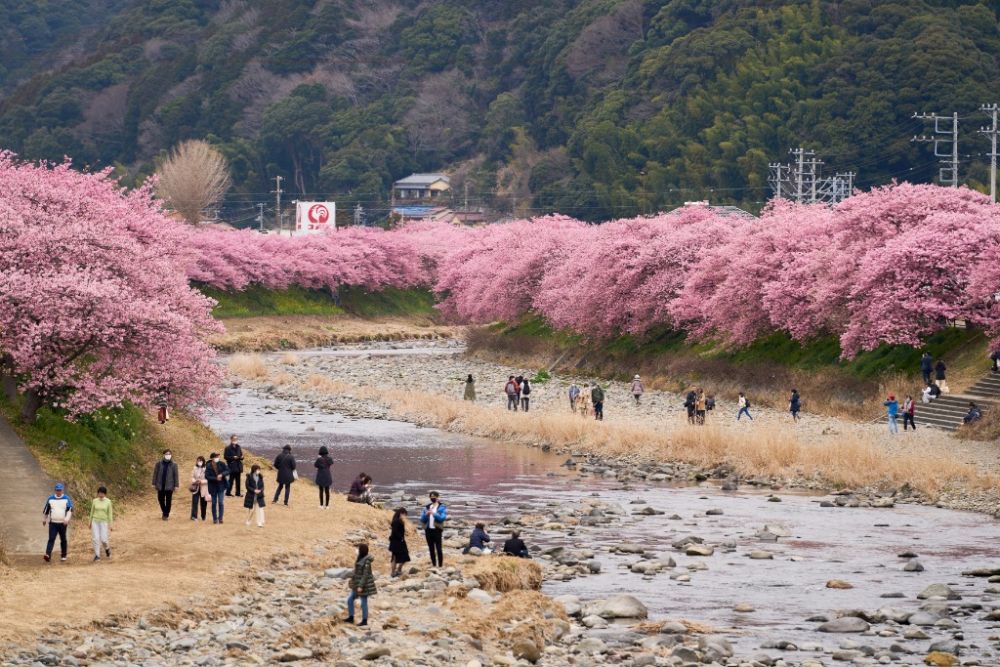 2月24日，游客们在日本静冈县河津町欣赏河津樱。新华社记者张笑宇摄