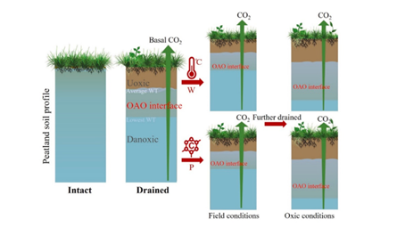 图1&nbsp;水位波动影响的土壤剖面及不同层碳排放对气候变化的响应
