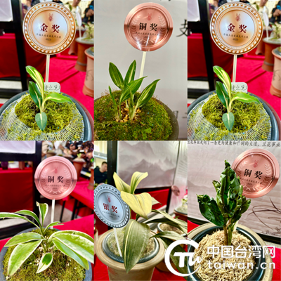 图为部分获奖兔耳兰参展作品(中国台湾网叶春禄 摄)