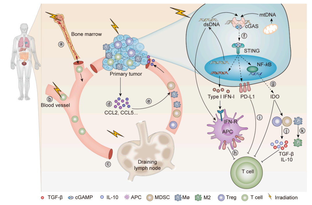 放射治疗的导致癌细胞中dsdna的积累,从而激活cgas/sting信号,促进i型