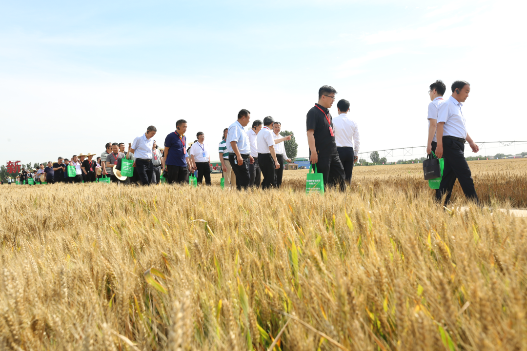 与会嘉宾在中国农业大学鸡泽实验站的小麦试验田进行现场观摩。田广宇摄