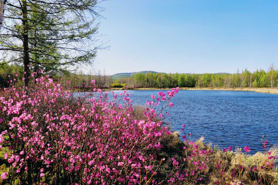 杜鹃盛开时节,阿尔山景色宜人.(阿尔山市委宣传部供图)