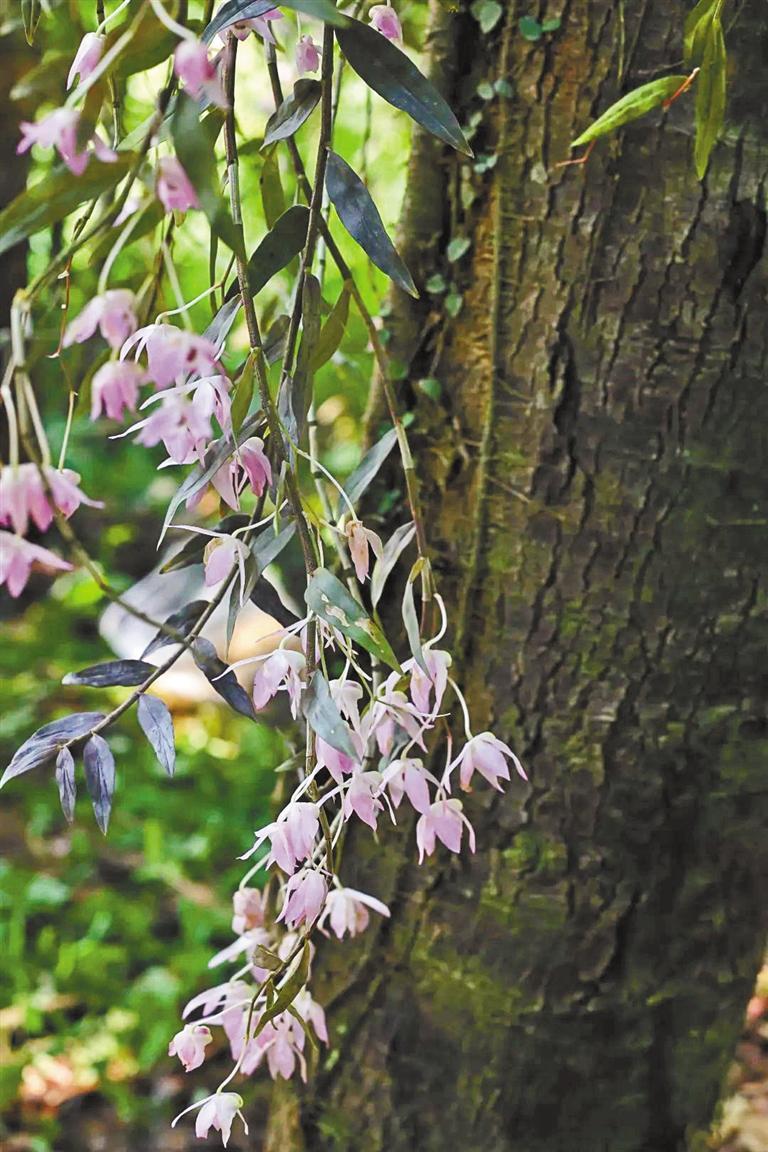 始兴石斛. (车八岭保护区管理局供图)