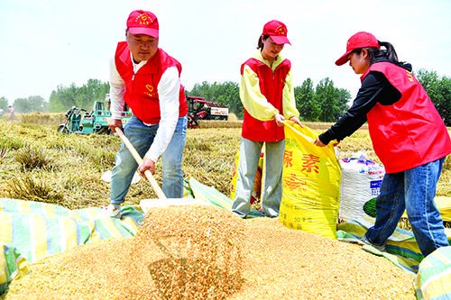 “党员被迫者”田间助午收