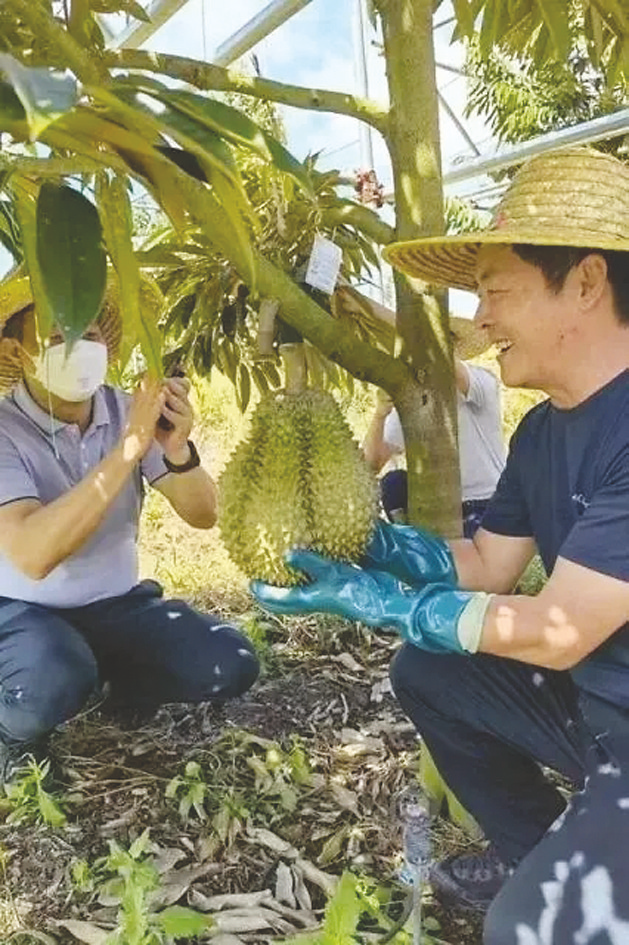 &nbsp;&nbsp;&nbsp;&nbsp;海南三亚育才生态区榴莲基地种植的榴莲成功