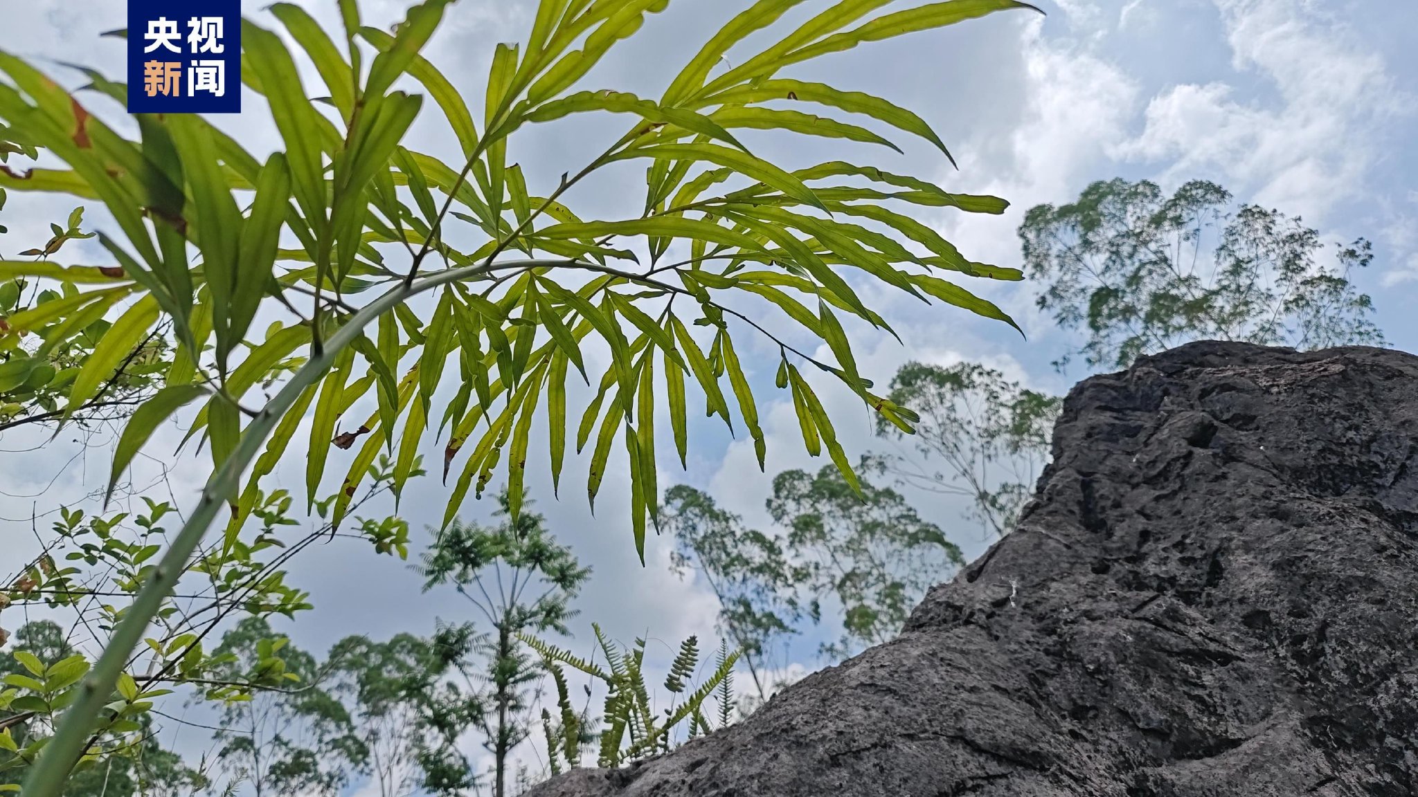 中国特有一级保护植物德保苏铁首次进行野外回归!