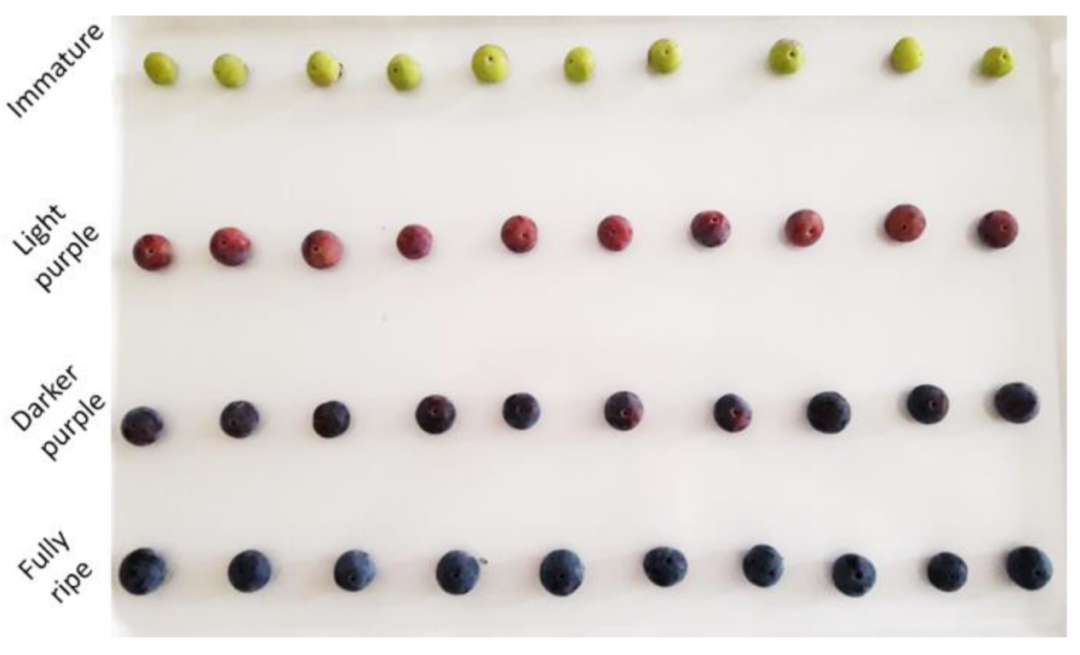 蓝莓的四个成熟阶段的不同颜色（图片来源：mdpi.com）
