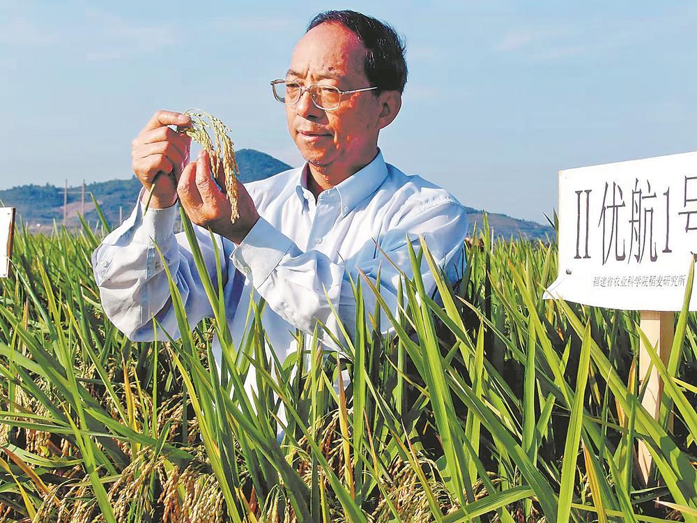 谢华安在海南南繁基地(资料图片). 省农科院供图