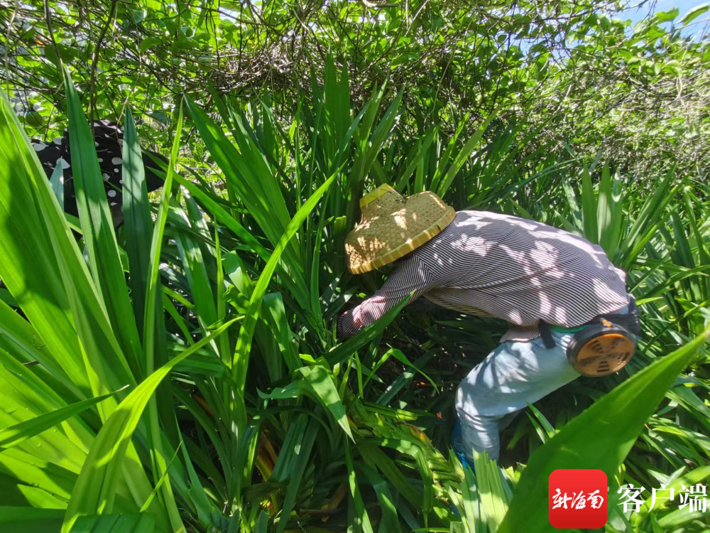 日前，三亚抱安村8.9亩立体栽培种植基地里套种的斑斓叶开始收割。记者 利声富 摄