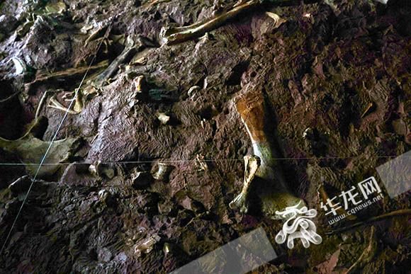 云阳恐龙化石墙可视化石.华龙网-新重庆客户端记者 李燊 摄