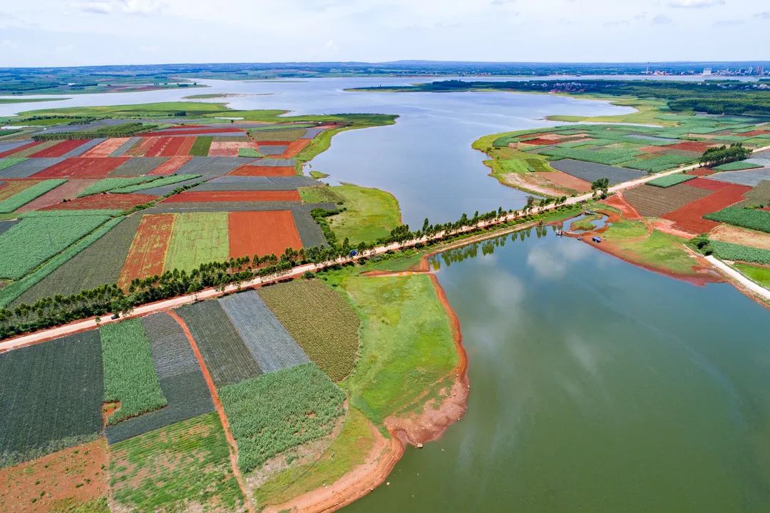徐闻菠萝的海.李天统 摄