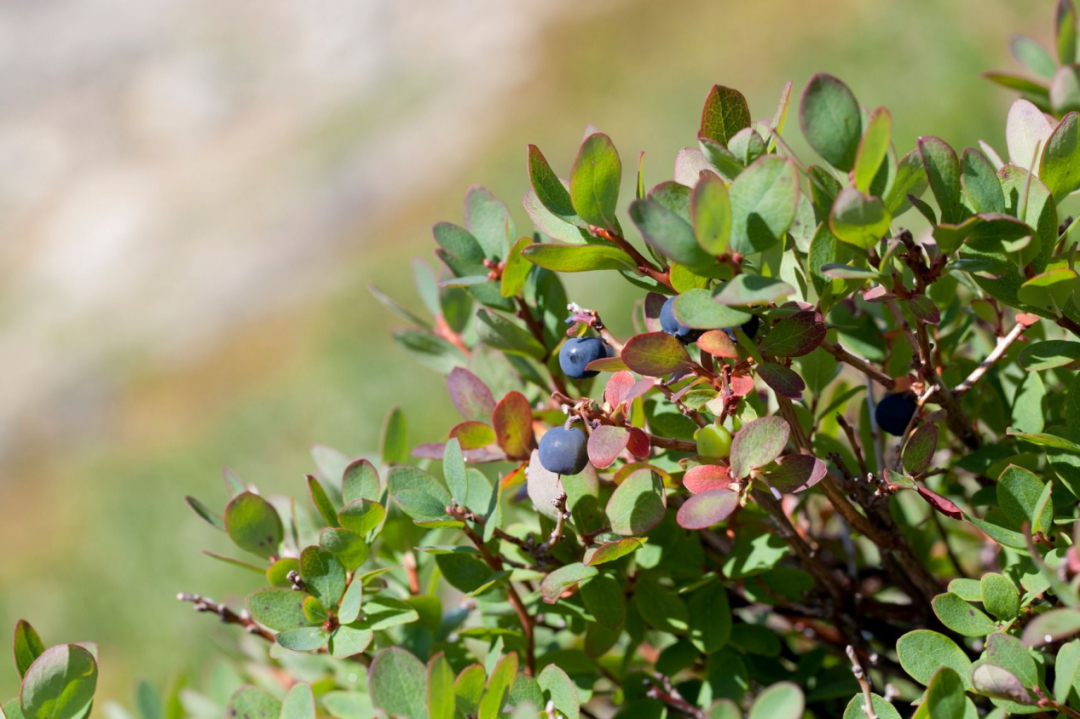 笃斯越橘vaccinium uliginosum(图片来源:gardenfact)