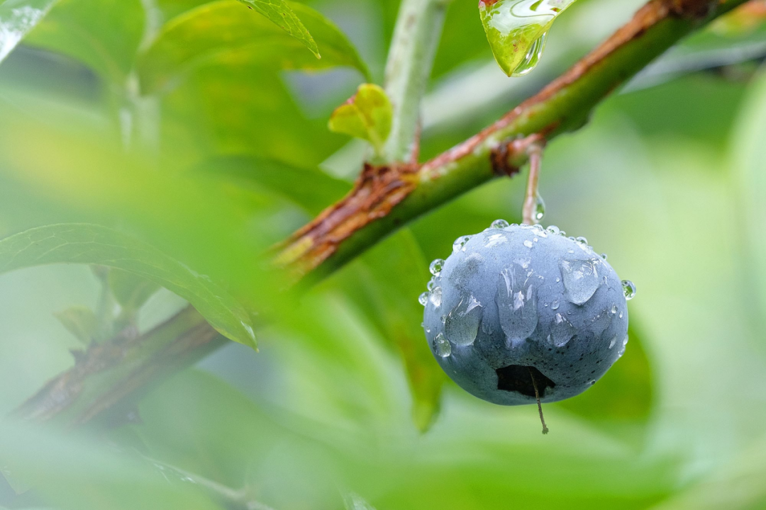 蓝莓(图片来源:blueberry-wacca.com)