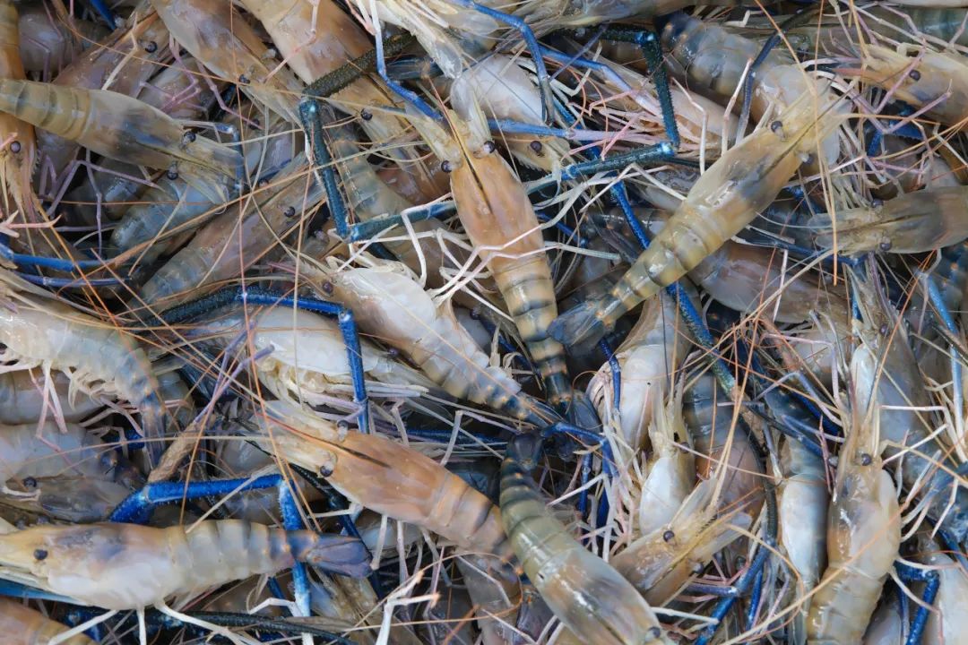 广东人超爱吃的这只虾08,到底藏着什么秘密?