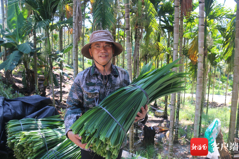 9亩立体栽培种植基地里套种的斑斓叶开始收割.记者 利声富 摄