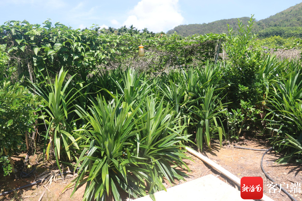 日前，三亚抱安村8.9亩立体栽培种植基地里套种的斑斓叶开始收割。记者 利声富 摄