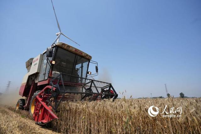 芒种时节，河南省滑县的小麦开镰收割。人民网记者 王天乐摄