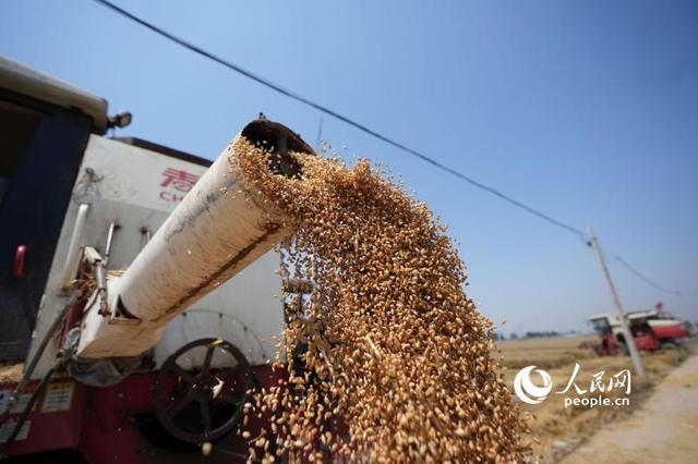 种粮农民整理刚刚收获的小麦。人民网记者 王天乐摄