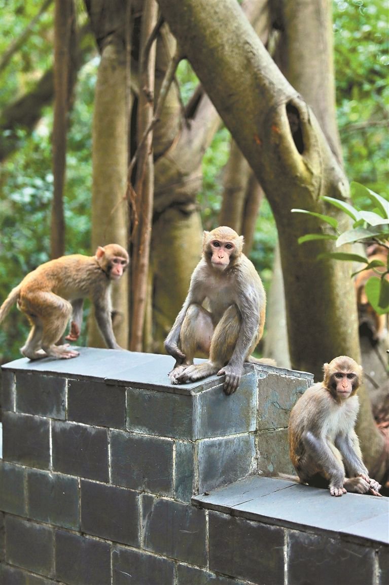 塘朗山人猴共存和谐同乐_新浪财经_新浪网