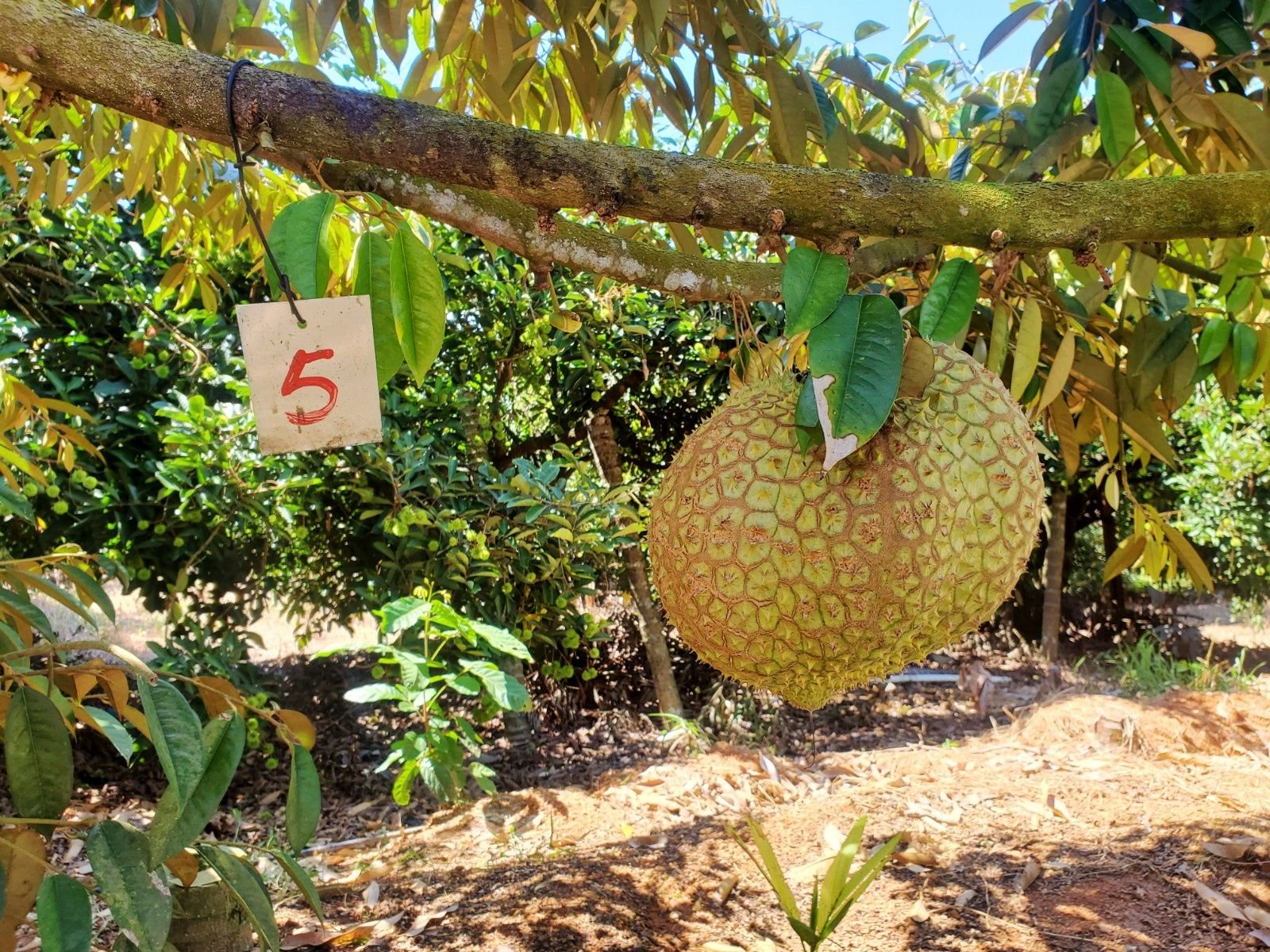 (图片由cnsphoto提供)