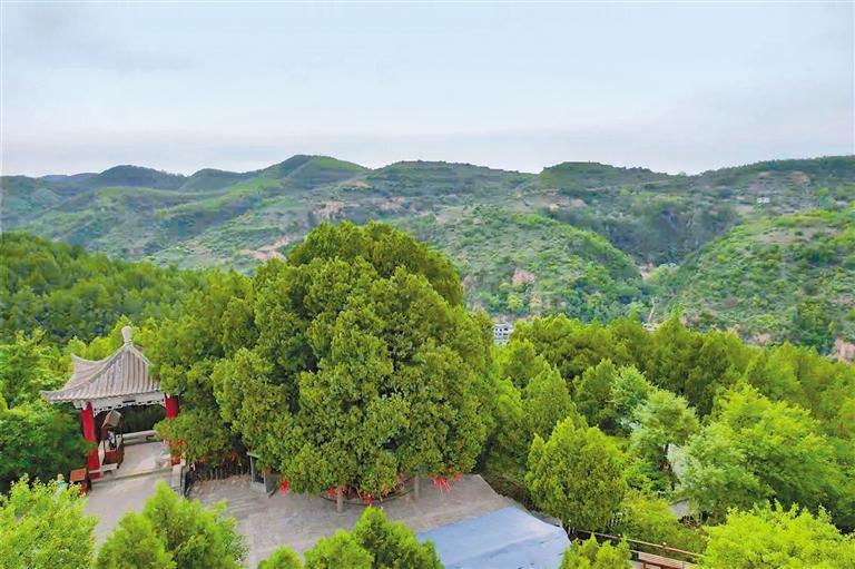 5月23日,在延安市宝塔区万花山景区,侧柏古树群蓊蓊郁郁,生机勃勃.