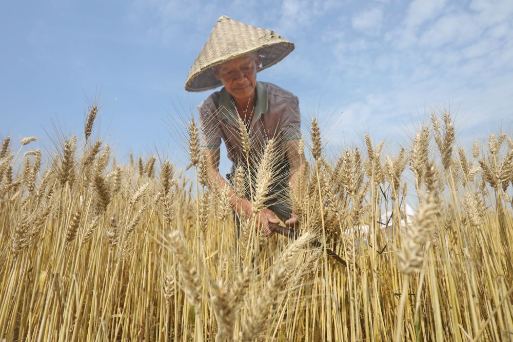 &nbsp;5月26日,在浙江省嘉兴市南湖区余新镇金星村麦田里,农民
