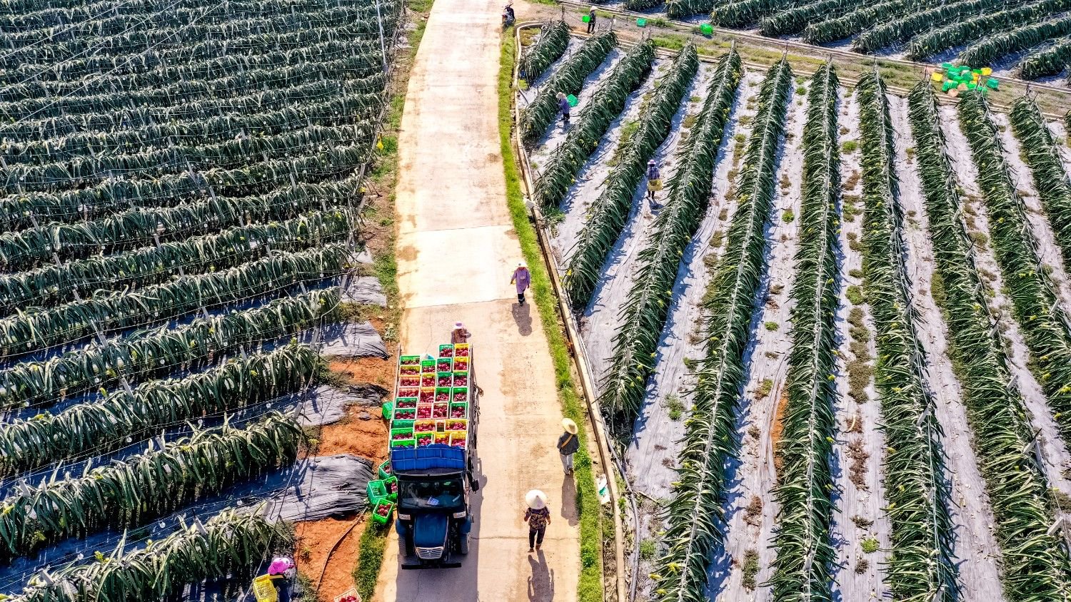 隆安火龙果种植基地内一片繁忙的收获景象.卢昱霞 摄