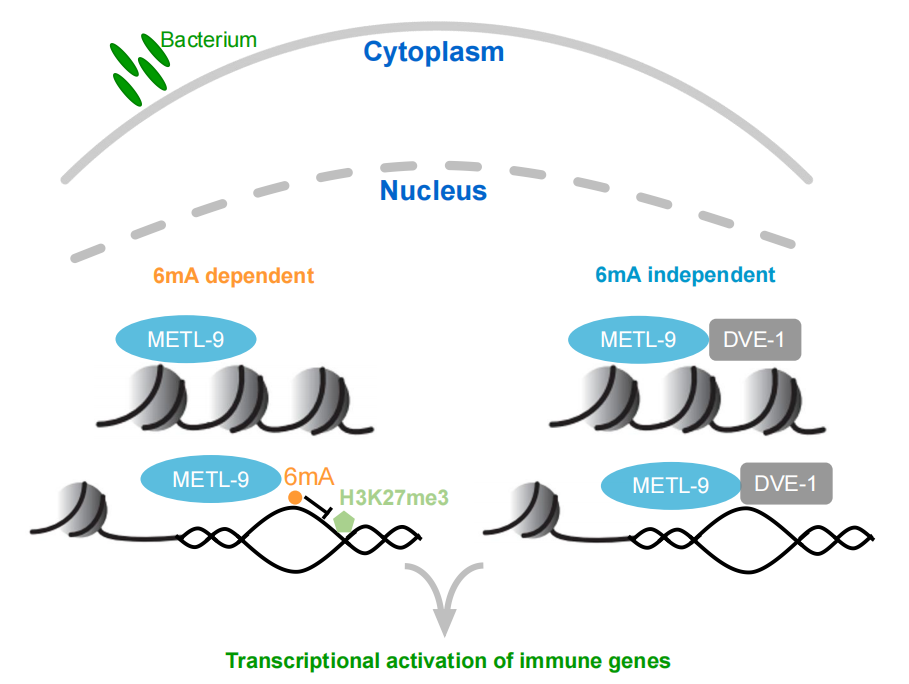 Cell Research：刘颖/李川昀合作报道DNA 6mA甲基化修饰介导天然免疫调控的新机制_新浪财经_新浪网