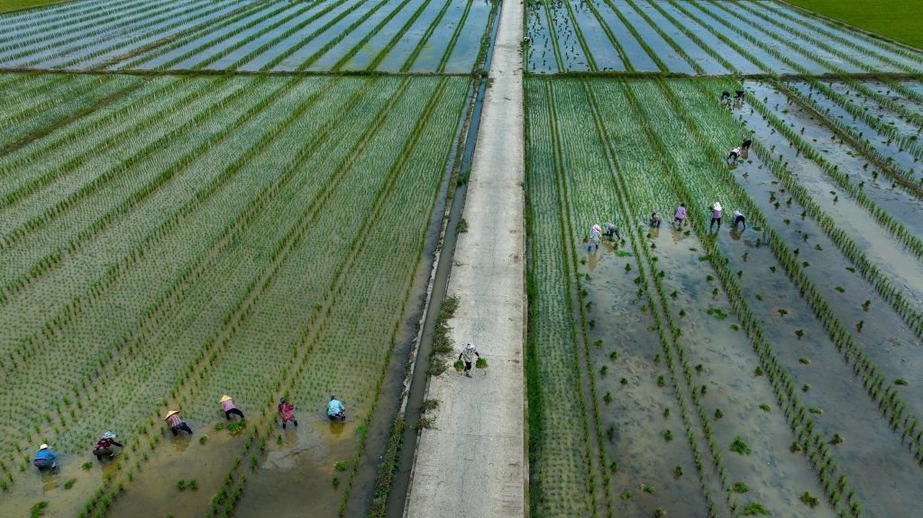 5月27日，航拍绵阳市安州区水稻制种基地抢种水稻。孙秀勇 摄