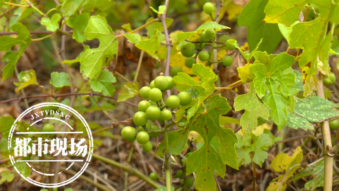 发现了一种新植物——浙江蘡薁鄱阳湖南矶湿地国家级自然保护区南昌市