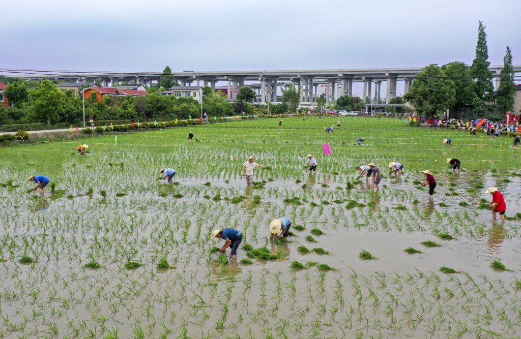 5月27日，成都市青白江区城厢镇壁峰社区举行“传承农耕文化”为主题的第七届插秧节活动。白桂斌 摄