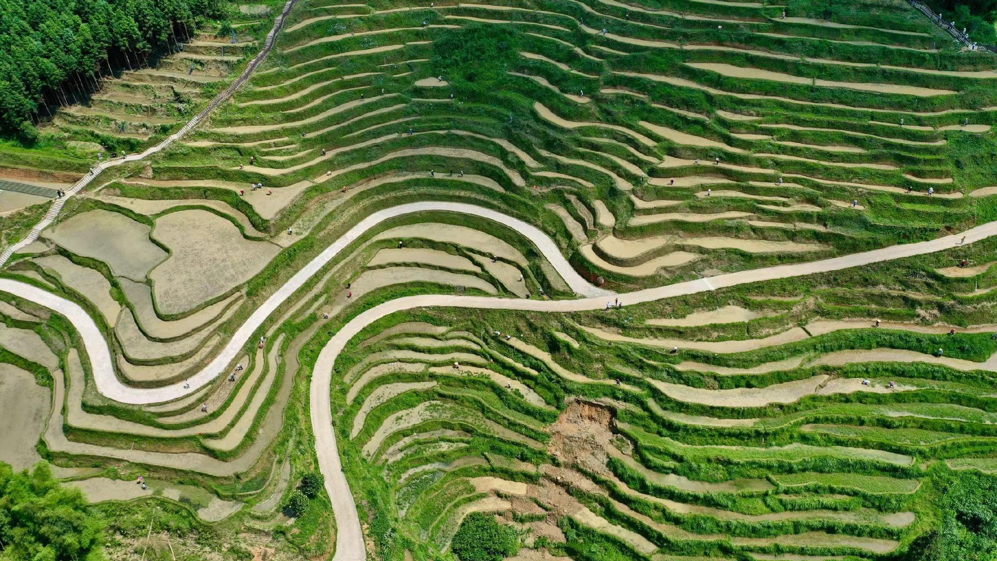 图为吉安市遂川县桃源梯田.