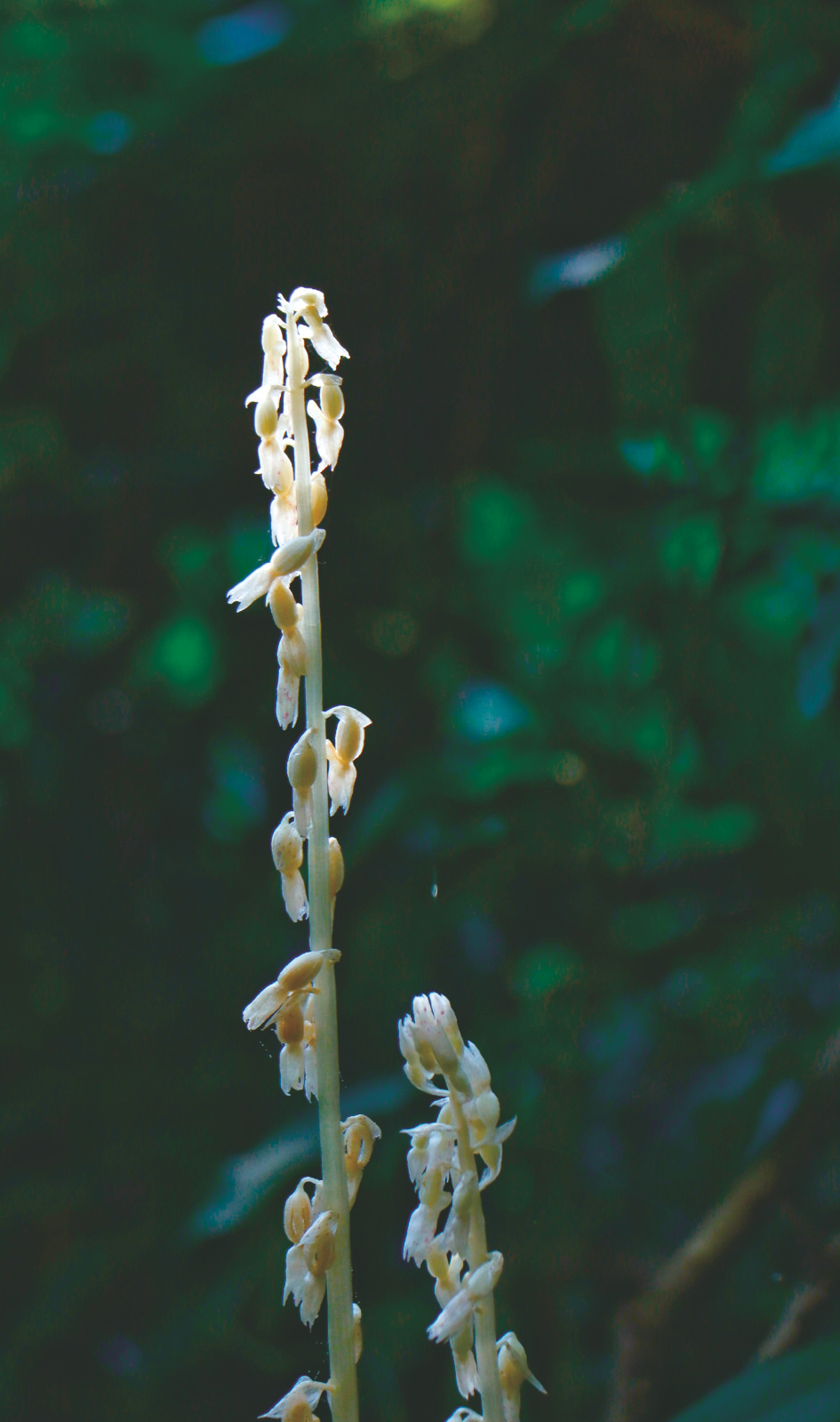 大明山保护区发现新物种粉歪鳃金龟|广西_新浪财经_新浪网