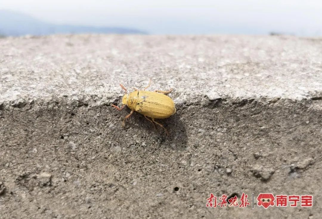 粉歪鳃金龟有的个体外壳是姜黄色.通讯员 张浩 摄