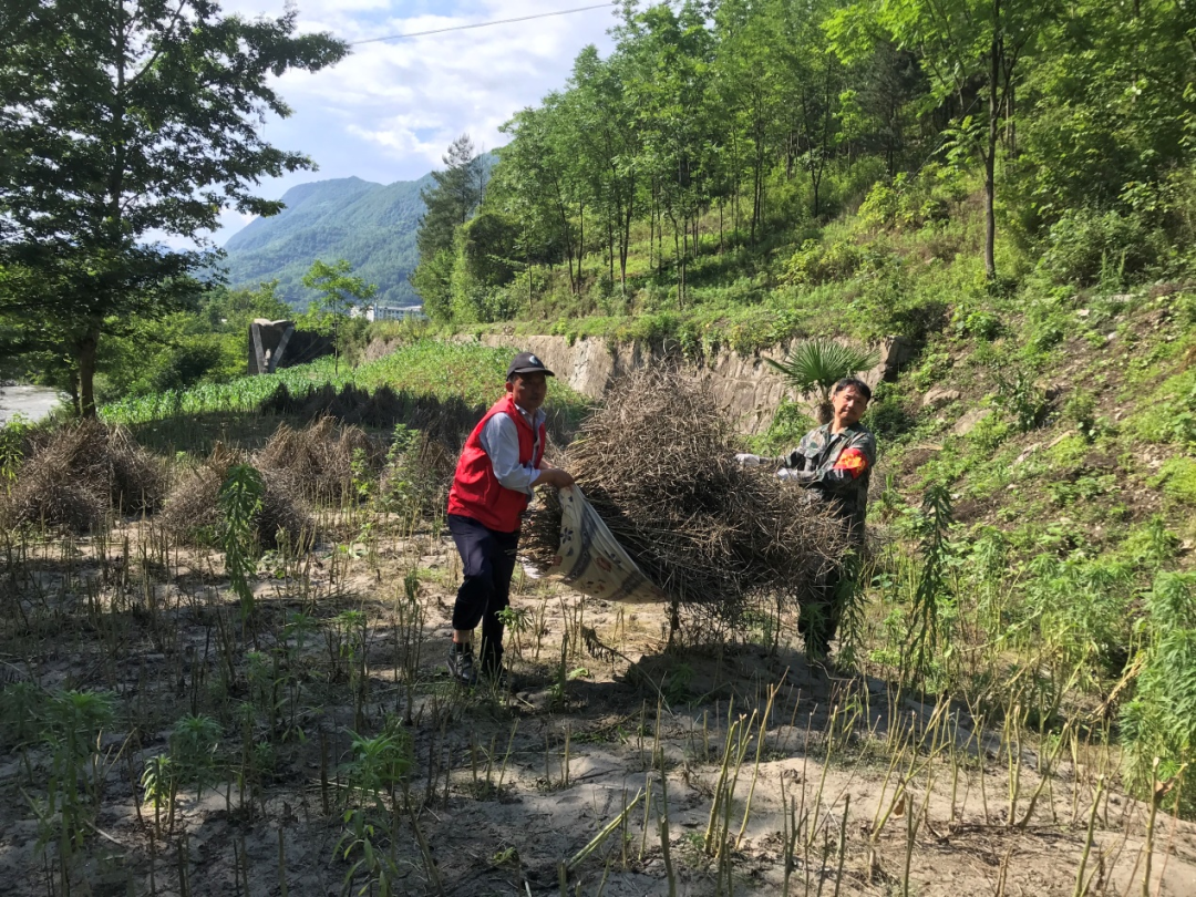 图为中国电信驻村干部帮助农户收菜籽。