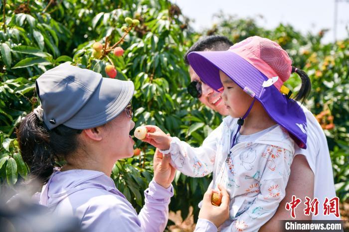 图为一家三口在海口荔枝园品尝刚刚采摘的荔枝. 骆云飞 摄