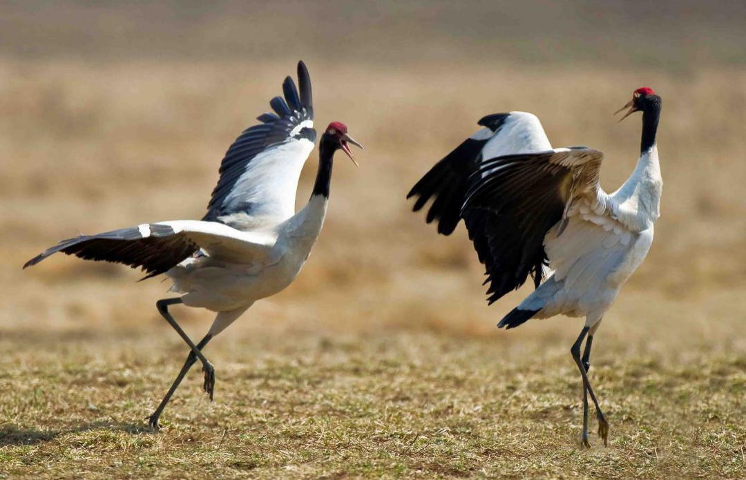 ↑提名的甘孜州“州鸟”黑颈鹤
