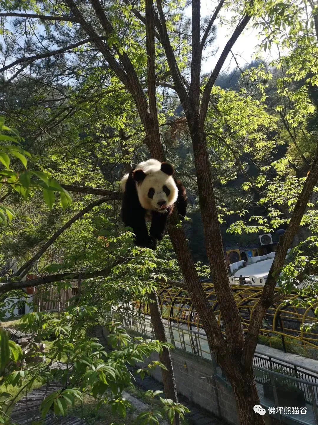 图源佛坪熊猫谷