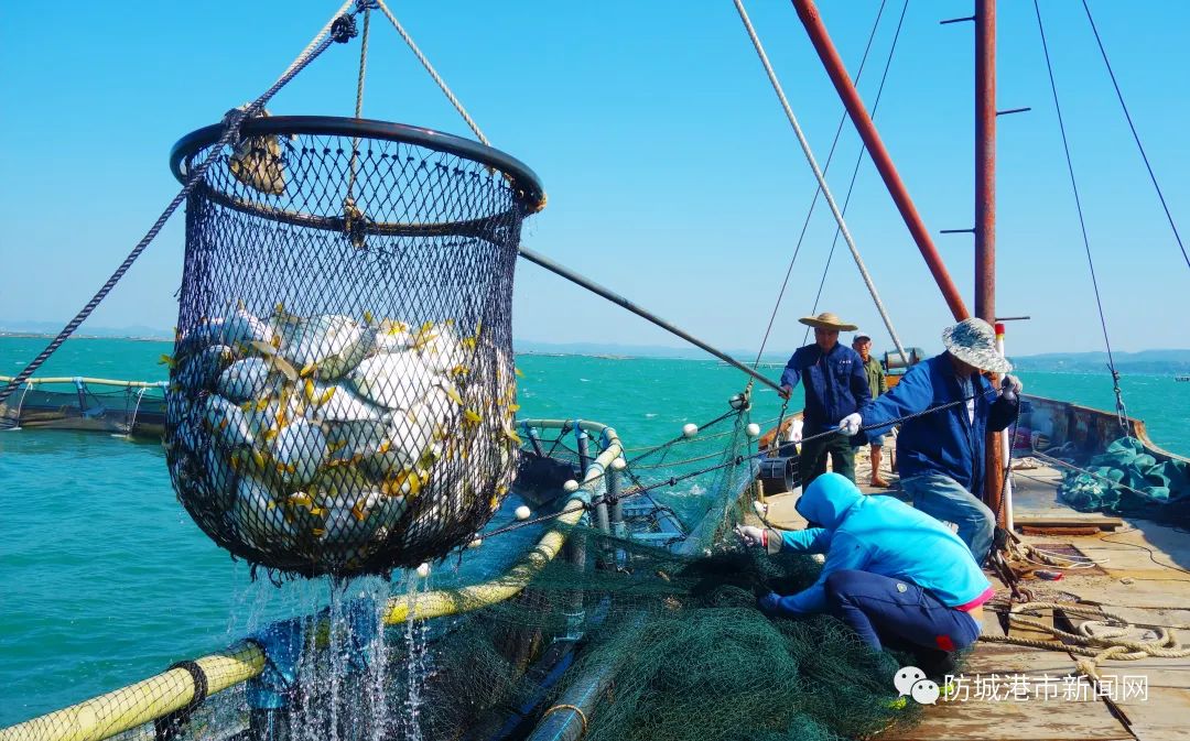 金鲳鱼丰收.(资料图)