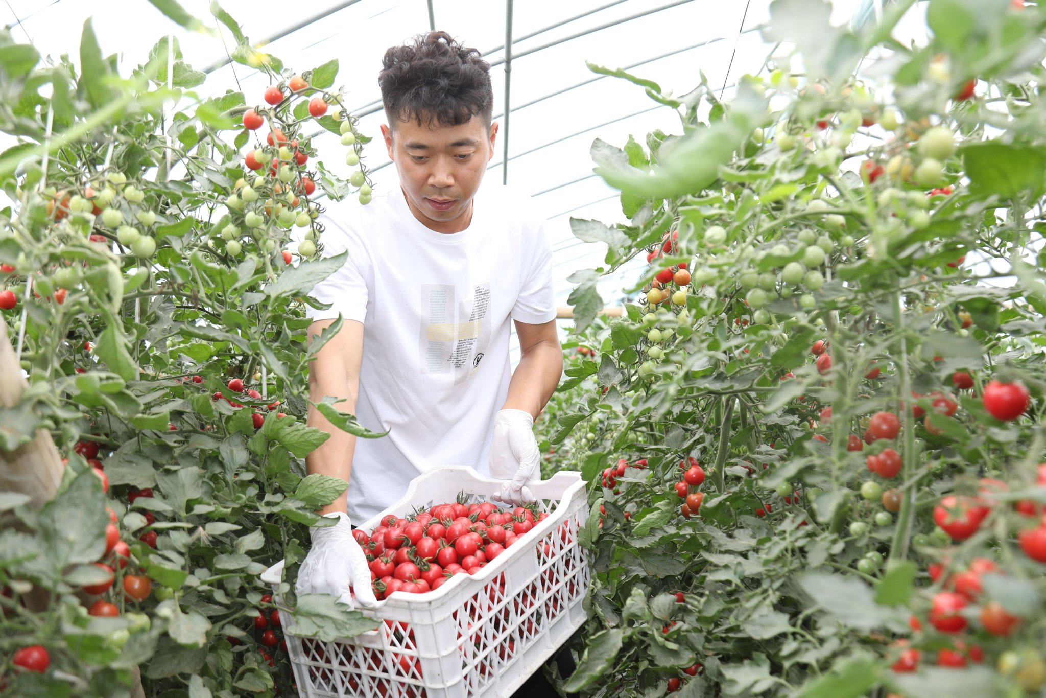 日前,在圣女果种植大棚里,大棚负责人朱三军忙着搬运采摘后的圣女果.