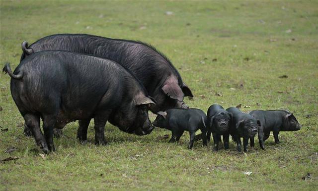 "一黑一白"两项农产品近十亿产值的背后 看四川内江市市中区的新作为