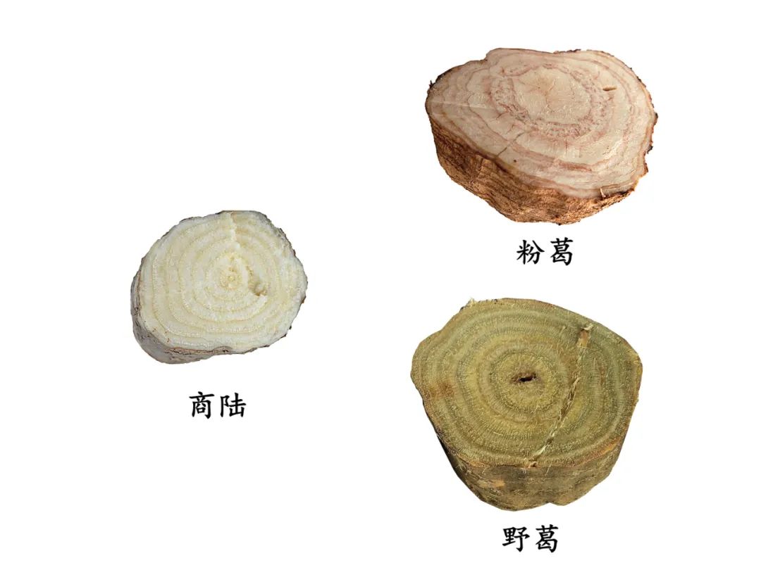 新鲜商陆与葛根的切面对比