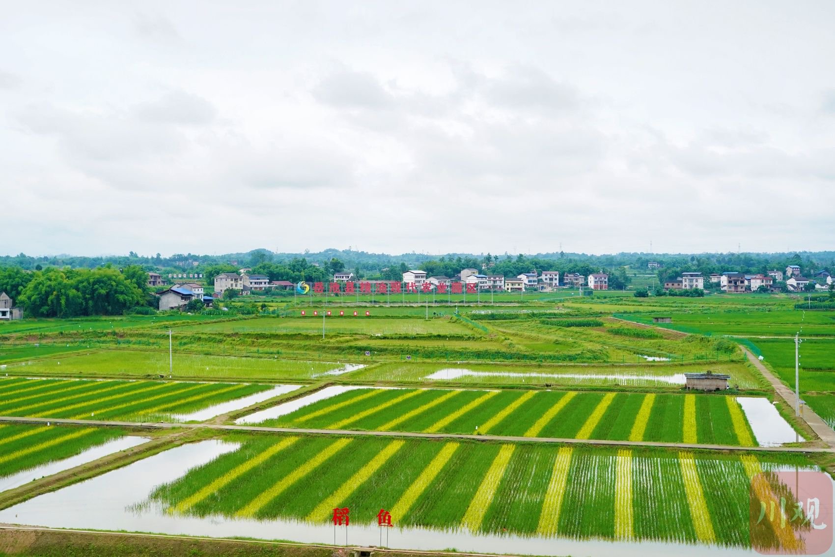 四川省岳池县现代农业产业园.吴迪 摄